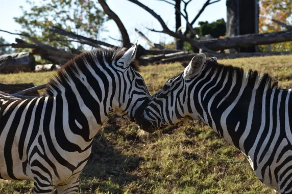 Casino Slots Cafe Podrška